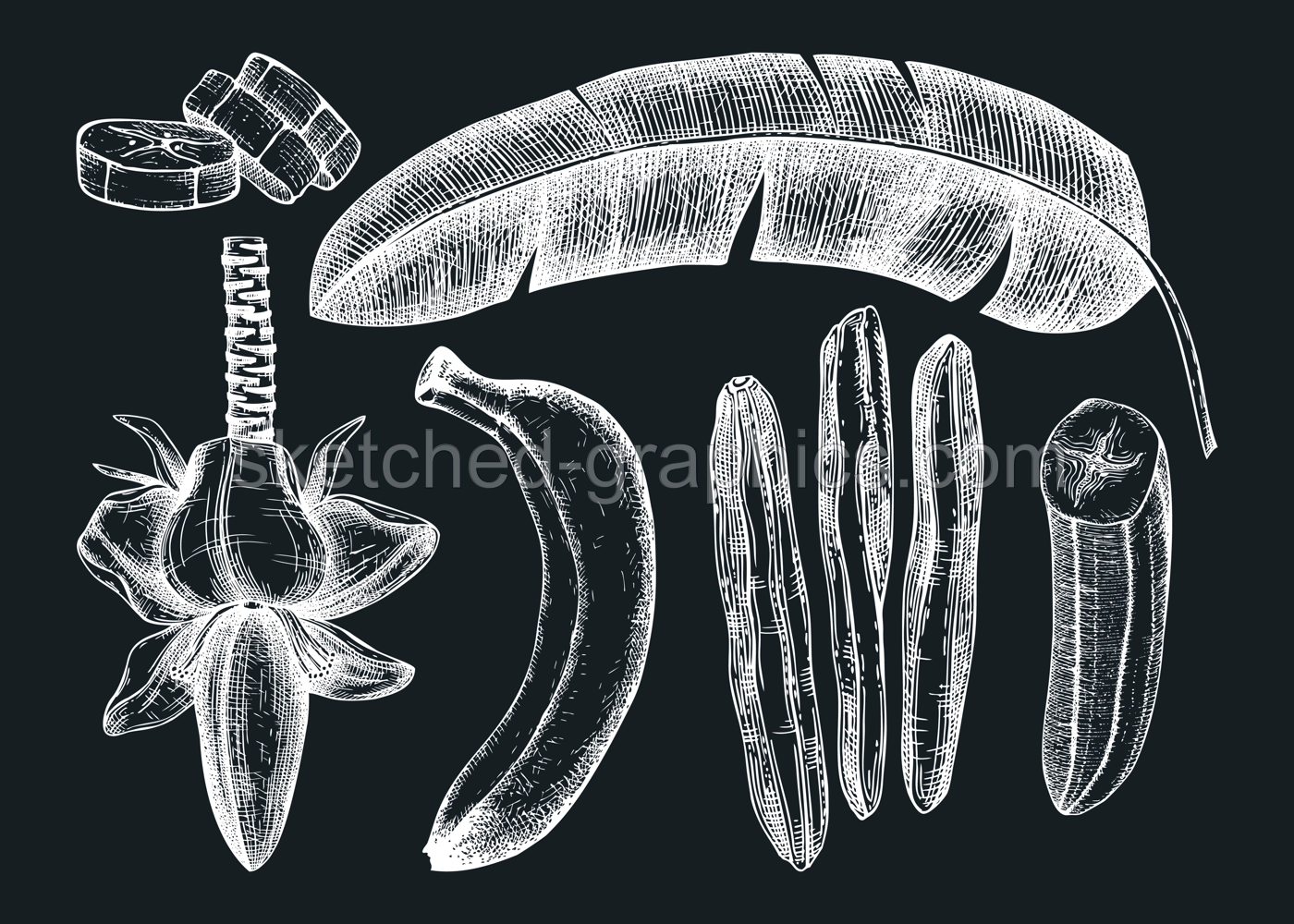 Banana hand drawn illustrations on chalkboard. Han-sketched set with flower, fresh banana and dried fruits, palm tree leaves. Dried fruits drawings. Banana palm vintage sketch in engraved style. Illustration